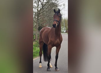 KWPN, Wallach, 5 Jahre, 172 cm, Brauner