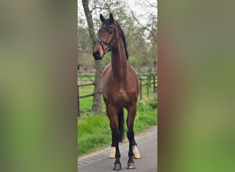 KWPN, Wallach, 5 Jahre, 172 cm, Brauner