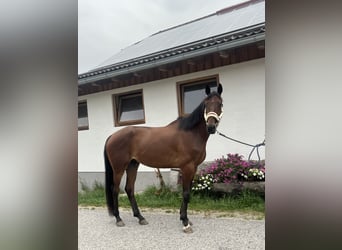 KWPN, Wallach, 5 Jahre, 172 cm, Brauner