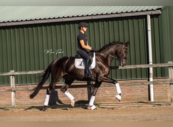KWPN, Wallach, 5 Jahre, 172 cm, Dunkelbrauner