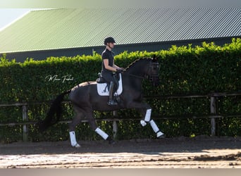 KWPN, Wallach, 5 Jahre, 172 cm, Dunkelbrauner