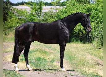 KWPN, Wallach, 5 Jahre, 172 cm, Dunkelbrauner
