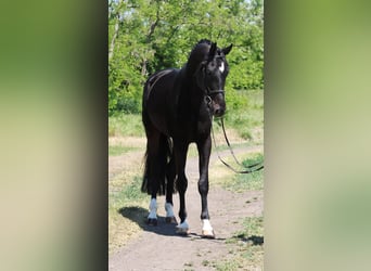 KWPN, Wallach, 5 Jahre, 172 cm, Dunkelbrauner