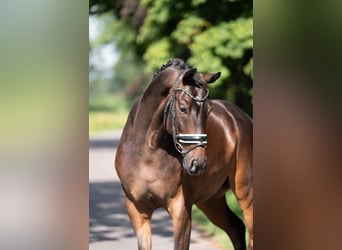 KWPN, Wallach, 5 Jahre, 172 cm, Dunkelbrauner