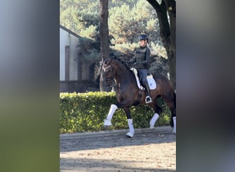 KWPN, Wallach, 5 Jahre, 172 cm, Dunkelbrauner