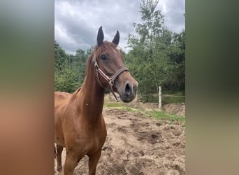 KWPN, Wallach, 5 Jahre, 172 cm, Dunkelfuchs