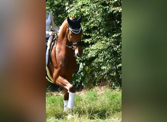 KWPN, Wallach, 5 Jahre, 172 cm, Fuchs