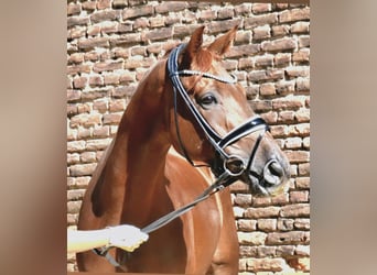 KWPN, Wallach, 5 Jahre, 172 cm, Fuchs