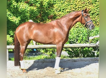 KWPN, Wallach, 5 Jahre, 172 cm, Fuchs
