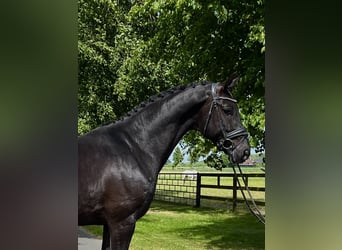 KWPN, Wallach, 5 Jahre, 172 cm, Rappe
