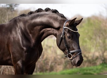 KWPN, Wallach, 5 Jahre, 172 cm, Rappe
