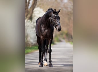 KWPN, Wallach, 5 Jahre, 172 cm, Rappe