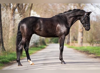 KWPN, Wallach, 5 Jahre, 172 cm, Rappe