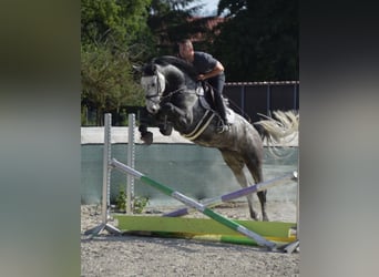 KWPN, Wallach, 5 Jahre, 172 cm, Schimmel