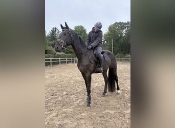 KWPN, Wallach, 5 Jahre, 172 cm, Schwarzbrauner