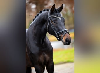 KWPN, Wallach, 5 Jahre, 173 cm, Dunkelbrauner