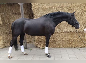 KWPN, Wallach, 5 Jahre, 173 cm, Rappe
