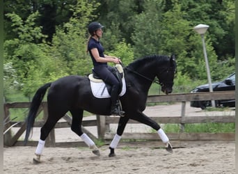 KWPN, Wallach, 5 Jahre, 173 cm, Rappe