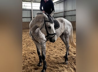 KWPN, Wallach, 5 Jahre, 173 cm, Red Dun
