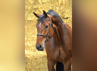 KWPN, Wallach, 5 Jahre, 173 cm, Rotbrauner