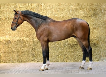 KWPN, Wallach, 5 Jahre, 173 cm, Rotbrauner