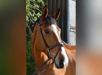 KWPN, Wallach, 5 Jahre, 174 cm, Brauner