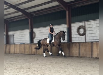 KWPN, Wallach, 5 Jahre, 174 cm, Dunkelbrauner