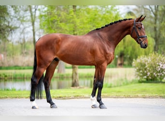 KWPN, Wallach, 5 Jahre, 174 cm, Rotbrauner