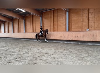 KWPN, Wallach, 5 Jahre, 175 cm, Brauner
