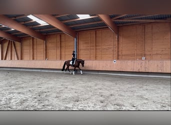 KWPN, Wallach, 5 Jahre, 175 cm, Brauner