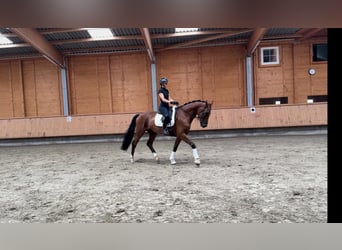 KWPN, Wallach, 5 Jahre, 175 cm, Brauner
