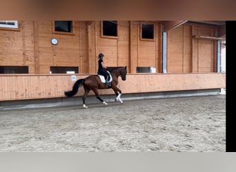 KWPN, Wallach, 5 Jahre, 175 cm, Brauner