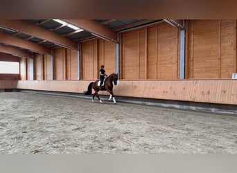 KWPN, Wallach, 5 Jahre, 175 cm, Brauner