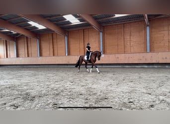 KWPN, Wallach, 5 Jahre, 175 cm, Brauner
