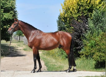 KWPN, Wallach, 5 Jahre, 175 cm, Brauner