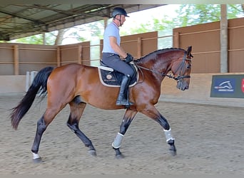 KWPN, Wallach, 5 Jahre, 175 cm, Brauner