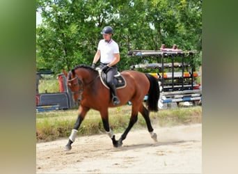 KWPN, Wallach, 5 Jahre, 175 cm, Brauner