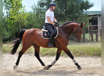 KWPN, Wallach, 5 Jahre, 175 cm, Brauner