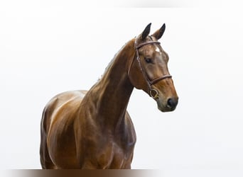 KWPN, Wallach, 5 Jahre, 175 cm, Dunkelbrauner