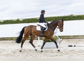 KWPN, Wallach, 5 Jahre, 175 cm, Dunkelbrauner