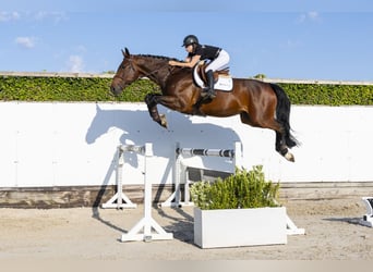 KWPN, Wallach, 5 Jahre, 175 cm, Dunkelbrauner