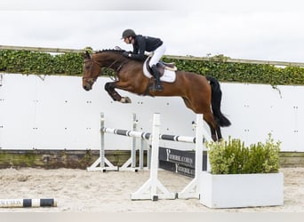 KWPN, Wallach, 5 Jahre, 175 cm, Dunkelbrauner