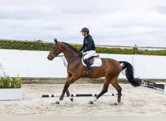 KWPN, Wallach, 5 Jahre, 175 cm, Dunkelbrauner