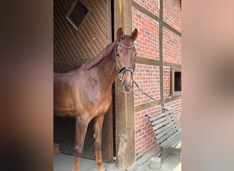 KWPN, Wallach, 5 Jahre, 175 cm, Dunkelfuchs