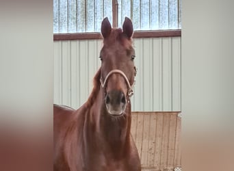 KWPN, Wallach, 5 Jahre, 175 cm, Dunkelfuchs