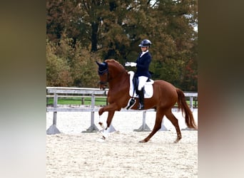 KWPN, Wallach, 5 Jahre, 175 cm, Fuchs