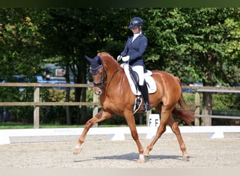 KWPN, Wallach, 5 Jahre, 175 cm, Fuchs