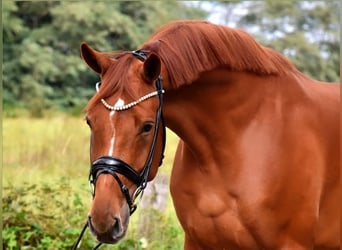 KWPN, Wallach, 5 Jahre, 175 cm, Fuchs