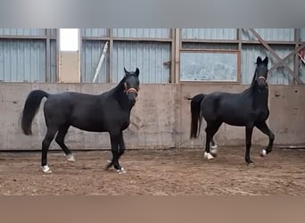 KWPN, Wallach, 5 Jahre, 175 cm, Rappe