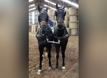 KWPN, Wallach, 5 Jahre, 175 cm, Rappe